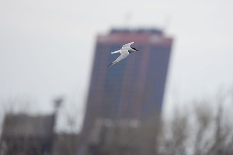 A white bird with a black cap and red beak flies in front of a blurred tall building against a cloudy sky, with some out-of-focus tree branches visible at the bottom of the image.
