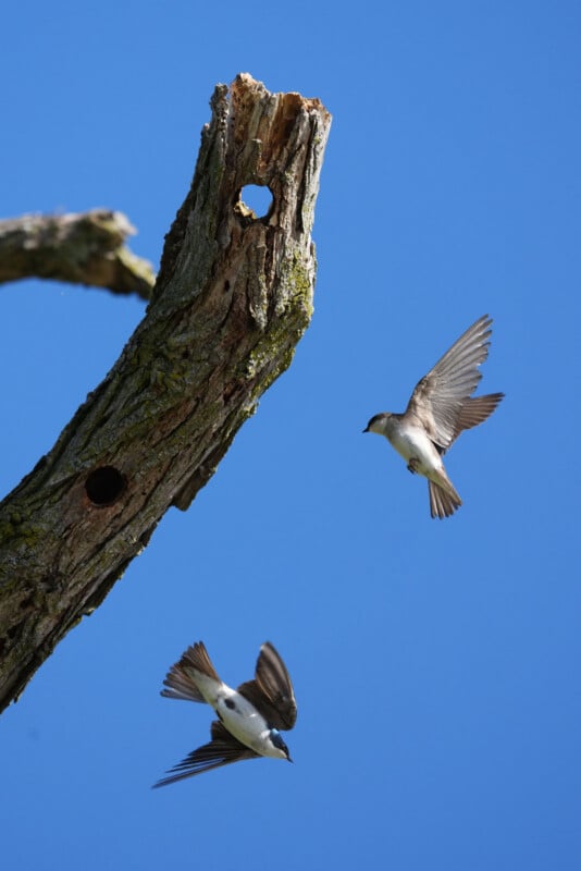 Two small birds with white bellies and brown wings fly near an old tree branch with holes, against a clear blue sky.