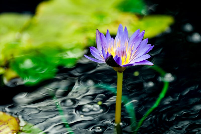 A vibrant purple water lily with yellow accents stands tall above dark water, surrounded by green lily pads and ripples on the surface.