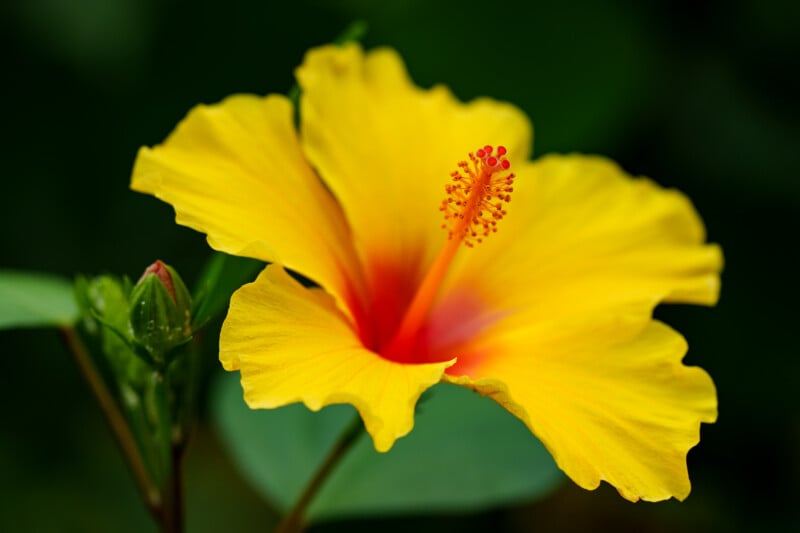 A vibrant yellow hibiscus flower with a red center and prominent stamen, set against a blurred green background. A small green bud is visible next to the open bloom.