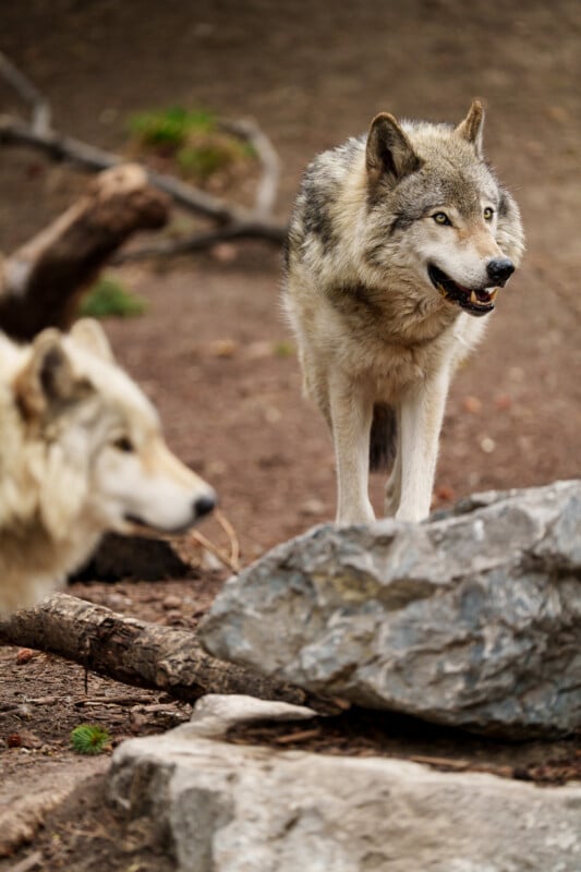 Two gray wolves in a natural, outdoor setting: one wolf stands alert behind a large rock, while the other is partially visible and out of focus in the foreground. Dirt and fallen branches cover the ground.