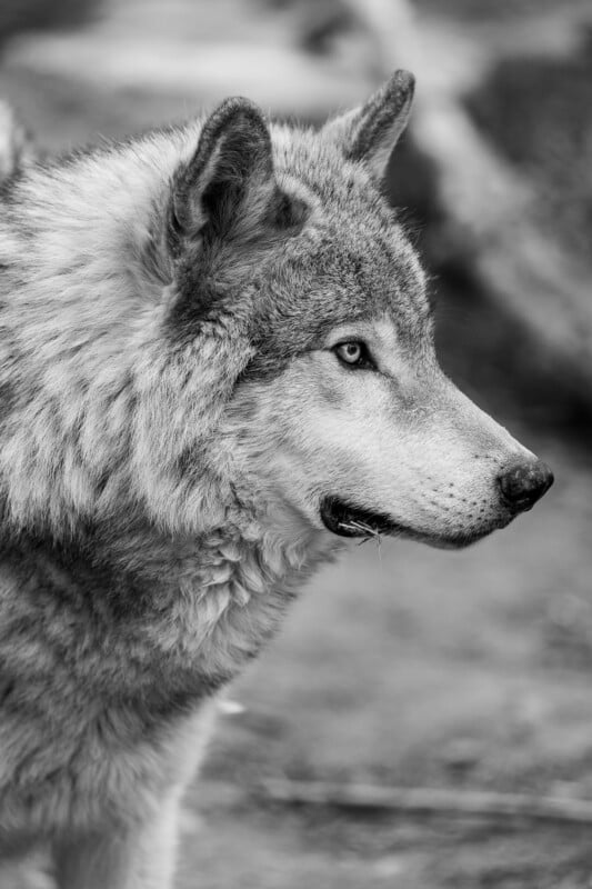A close-up, black-and-white photo of a wolf looking to the right, showing its thick fur, pointed ears, and intense gaze, with a blurred natural background.