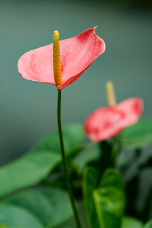 Close-up of a pink anthurium flower with a yellow spadix, with another similar flower blurred in the background and green leaves surrounding them.