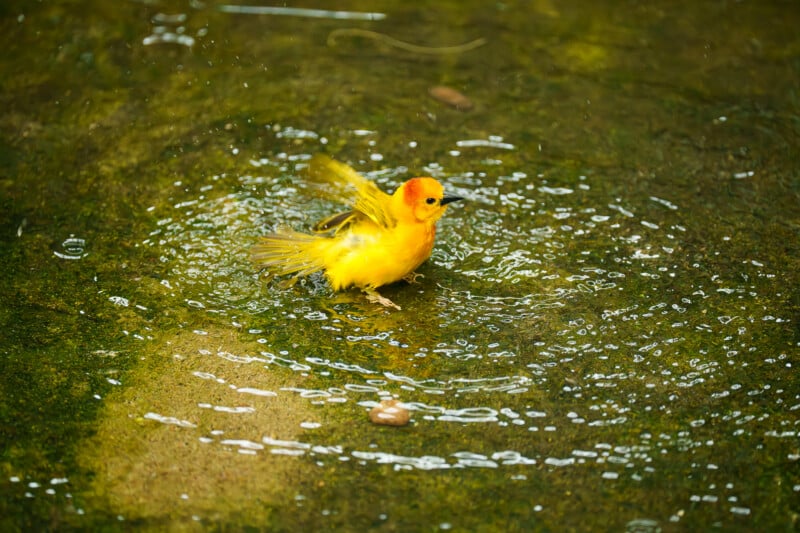 A bright yellow bird splashes and bathes in shallow water, creating circular ripples around it on a greenish, mossy surface.