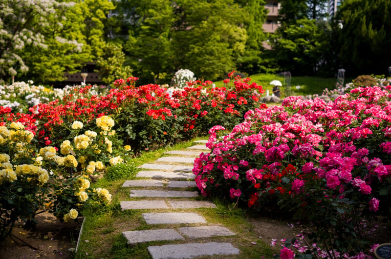 A stone pathway winds through a vibrant garden filled with blooming red, pink, and yellow flowers, surrounded by lush green trees on a sunny day.