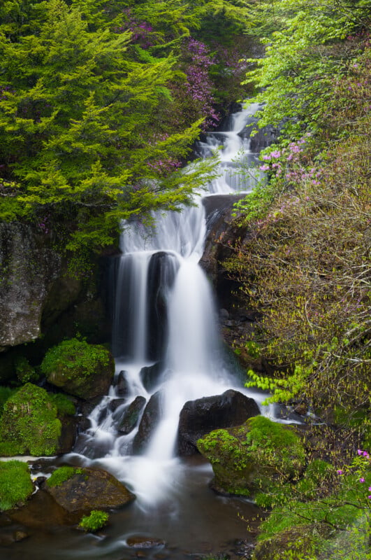 A small waterfall cascades over rocks surrounded by lush green moss, trees, and blooming pink flowers in a vibrant forest setting.