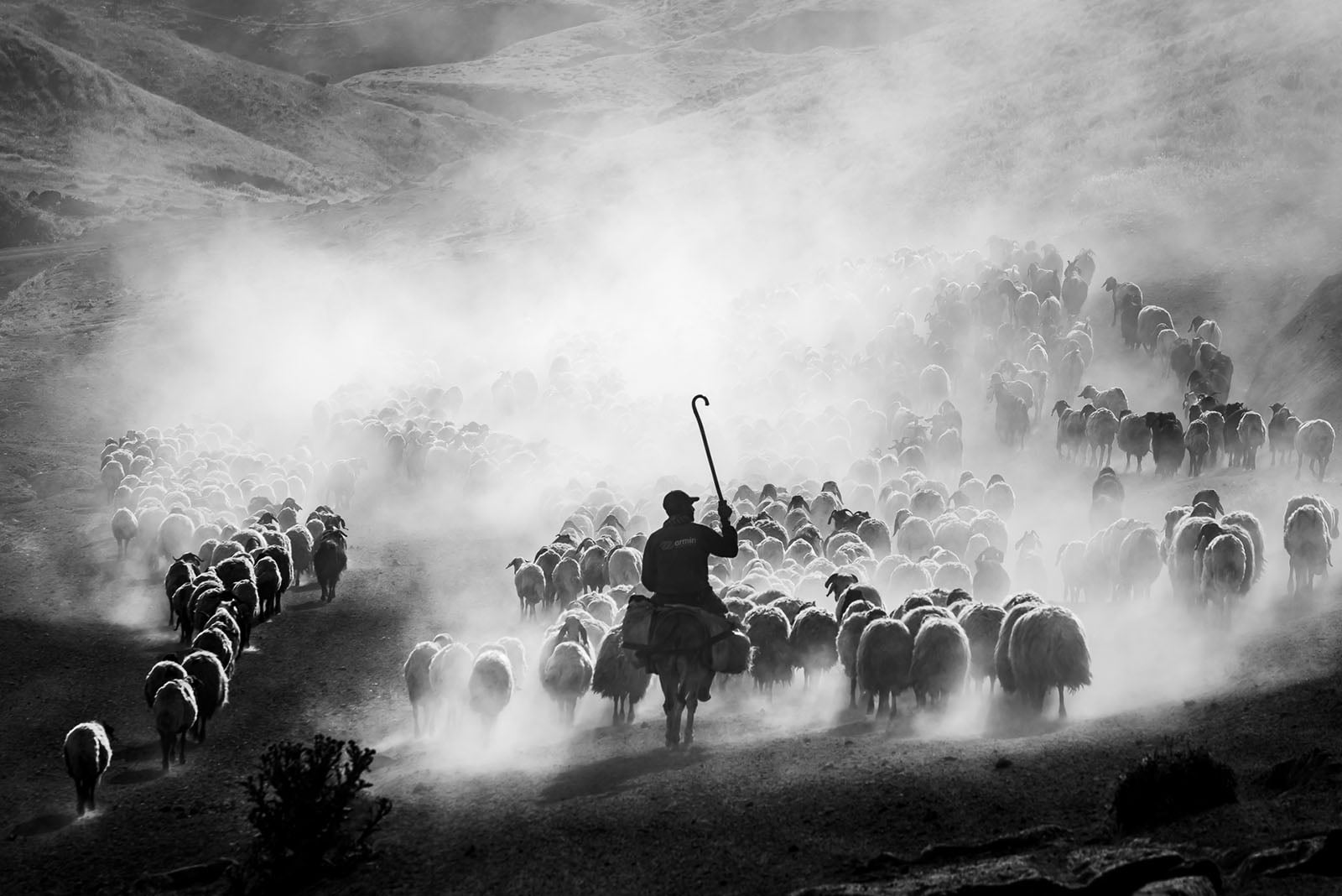 A shepherd with a staff walks through a dusty landscape, guiding a large flock of sheep along a hillside, with sunlight streaming through the haze.