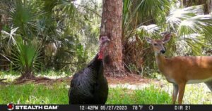 Florida-ambtenaren vragen om hulp bij het identificeren van dieren op trailcams