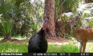 Florida-ambtenaren vragen om hulp bij het identificeren van dieren op trailcams