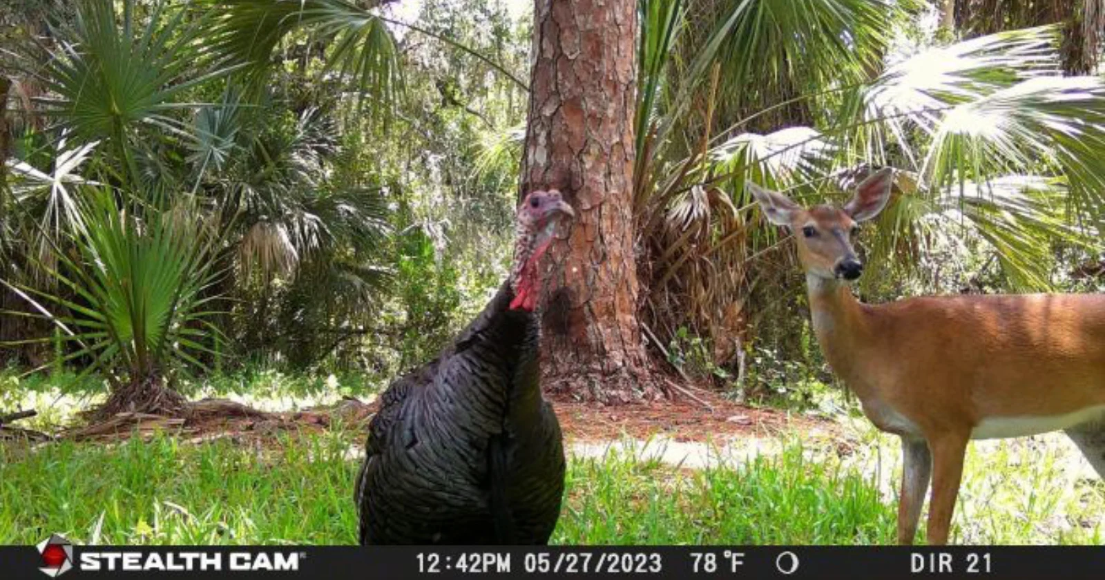 Florida-ambtenaren vragen om hulp bij het identificeren van dieren op trailcams