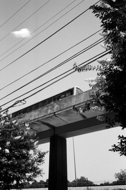 A black and white photo of a train speeding on an elevated track, partially framed by leafy trees and flowers, with power lines crossing the sky above.