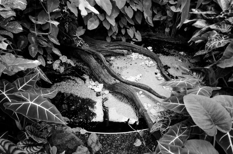 Black and white photo of a small pond surrounded by large, leafy plants. Two thick, twisted tree roots extend over the water, which is partly covered with floating debris and reflections of leaves above.