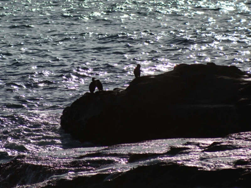 Two birds perch on a dark rocky outcrop by the water, with sunlight reflecting off the rippling waves in the background.