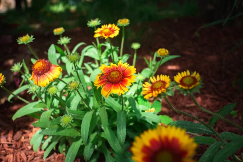 A cluster of vibrant yellow and red blanket flowers (Gaillardia) blooming in a sunlit garden, surrounded by green leaves and brown mulch.