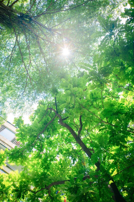 Sunlight shines through the lush green leaves and branches of tall trees, creating a bright, vibrant canopy viewed from below, with a glimpse of a building on the left side.