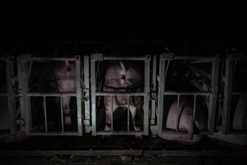 Several pigs are confined in narrow metal cages inside a dark, industrial setting. One pig stands facing away, showing dirty patches on its hindquarters. The overall scene appears cramped and dimly lit.