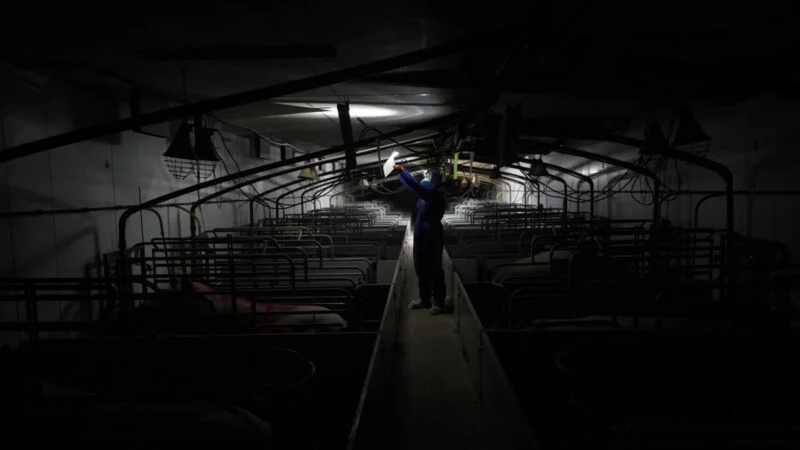 A person wearing a mask and headlamp inspects the ceiling inside a dark, empty livestock barn with metal pens on both sides.