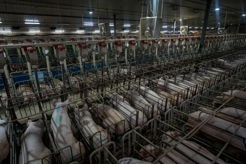 Rows of pigs lie in narrow metal gestation crates inside a large, industrial indoor farm facility, with automated feeding systems overhead and fluorescent lighting above.
