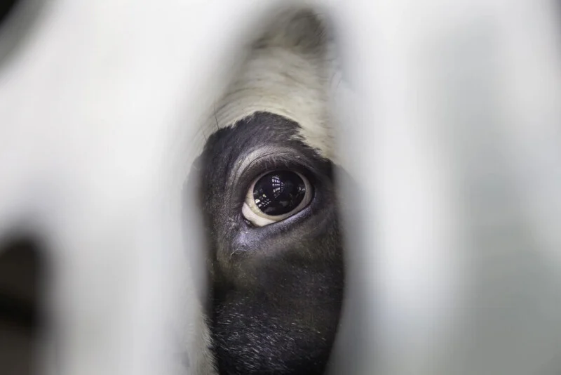 Close-up of a cow's eye seen through a gap in a white fence or barrier, with the surrounding area out of focus, drawing attention to the animal's gaze and reflection in its eye.