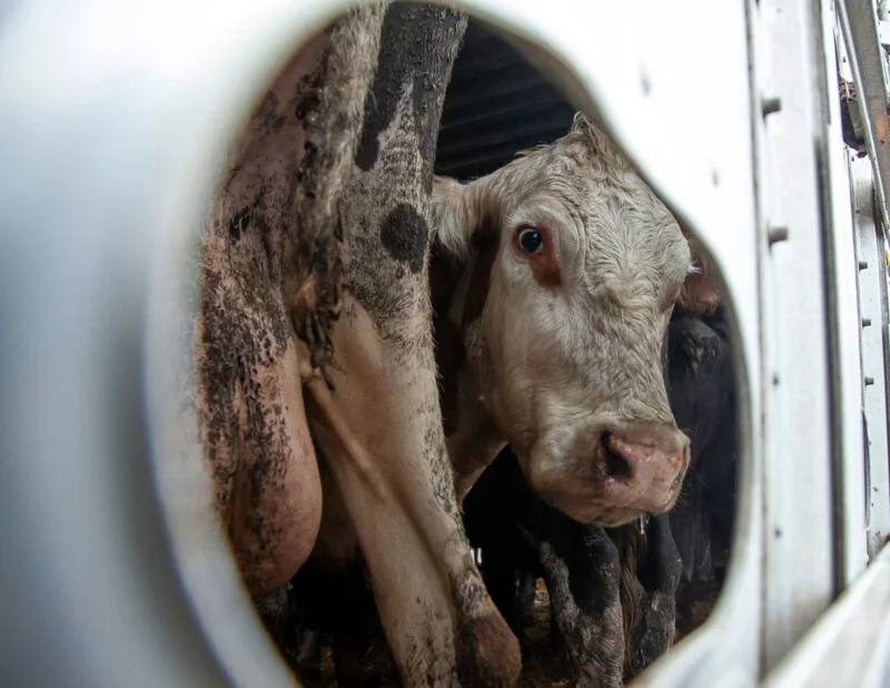 A closeup view of a cow inside a metal livestock trailer, seen through a circular hole in the trailer wall. The cow looks out with a muddy coat and a somber expression.