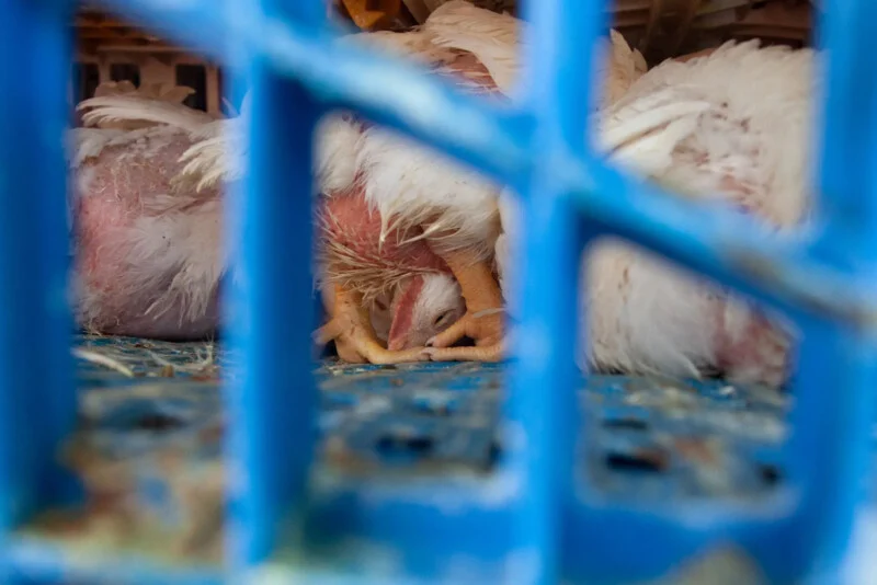 Several white chickens are crowding inside a blue plastic crate; one chicken is upside down with its head on the floor, appearing distressed. The image is viewed through the crate’s grid.