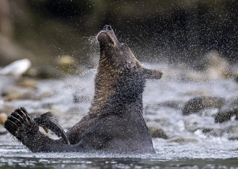 A brown bear sits in a river, shaking its head and spraying water droplets in all directions. Rocky riverbed and blurred background are visible.
