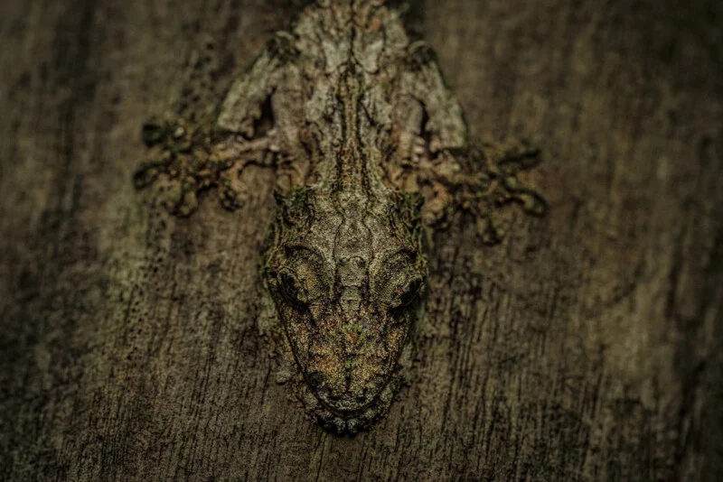 A close-up of a leaf-tailed gecko camouflaged against tree bark, its textured, brownish-gray body blending seamlessly with the rough wood surface.