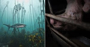 26 bekroonde foto's tonen hoe wij omgaan met de natuur: goed en slecht