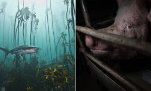 26 bekroonde foto’s tonen hoe wij omgaan met de natuur: goed en slecht