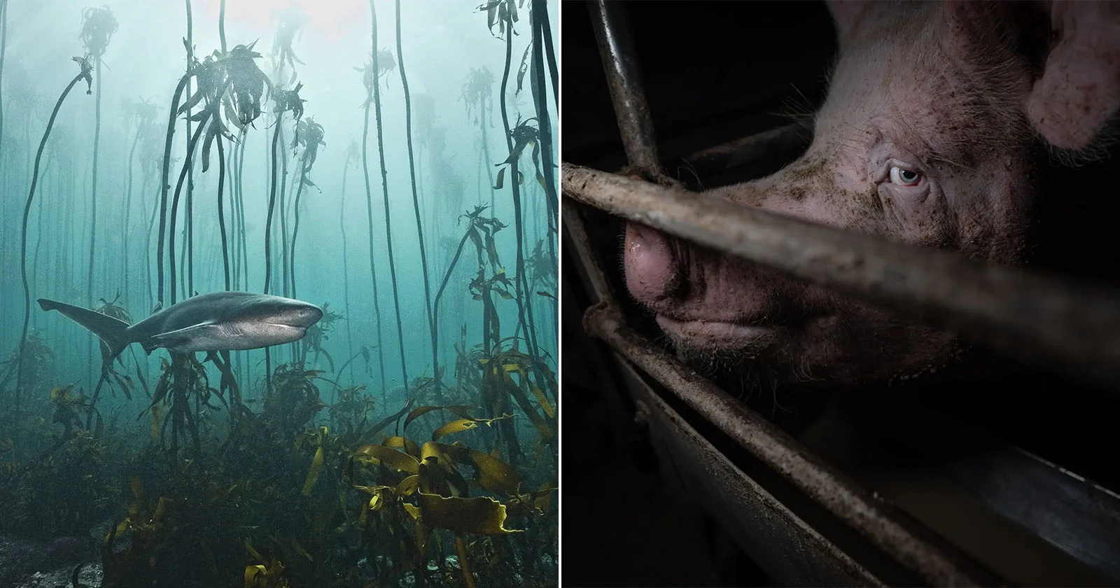 26 bekroonde foto's tonen hoe wij omgaan met de natuur: goed en slecht