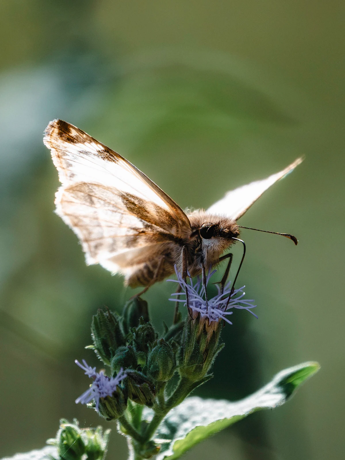 A close-up of a brown and white butterfly perched on a purple wildflower, with its wings partially open and a blurred green background.