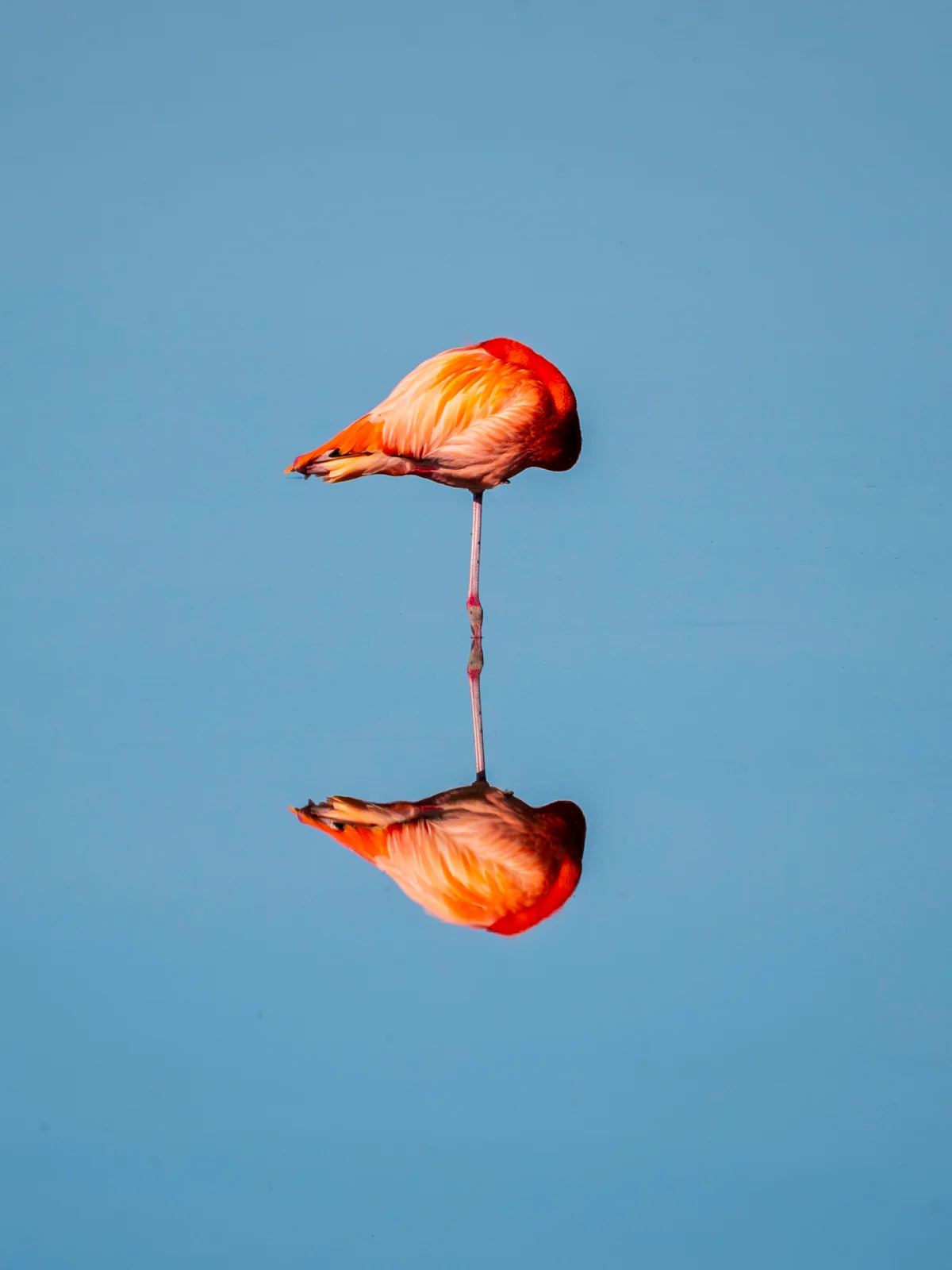 A flamingo stands on one leg in calm blue water, its head tucked under its wing. The bird and its vibrant orange feathers are perfectly reflected in the still water below.