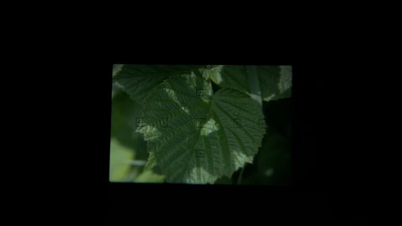 Close-up view of green, textured leaves seen through a camera viewfinder, with focus marks visible; the surrounding area is black, framing the rectangular view of the leaves.