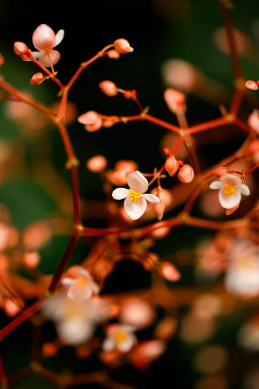 Close-up of delicate white and pink flowers with small buds on thin, reddish stems against a blurred dark green background.