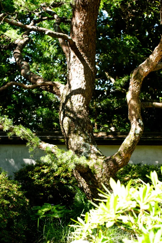 A large, textured tree with twisting branches stands amid lush green bushes and foliage, with sunlight filtering through its leaves against a backdrop of a low, light-colored wall.