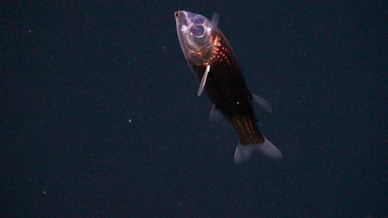 A deep-sea fish with a translucent head and glowing eyes swims in dark water, its scales reflecting light and its fins gently spread.