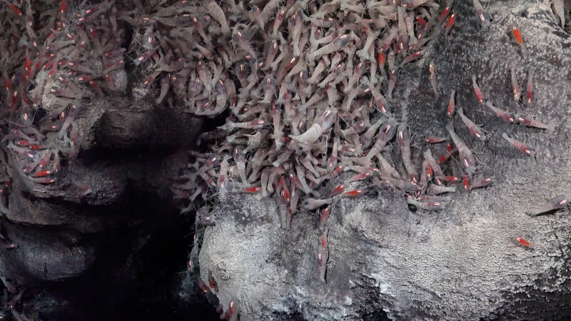 A dense group of shrimp with red markings gathers on a textured, rocky underwater surface, likely near a hydrothermal vent.