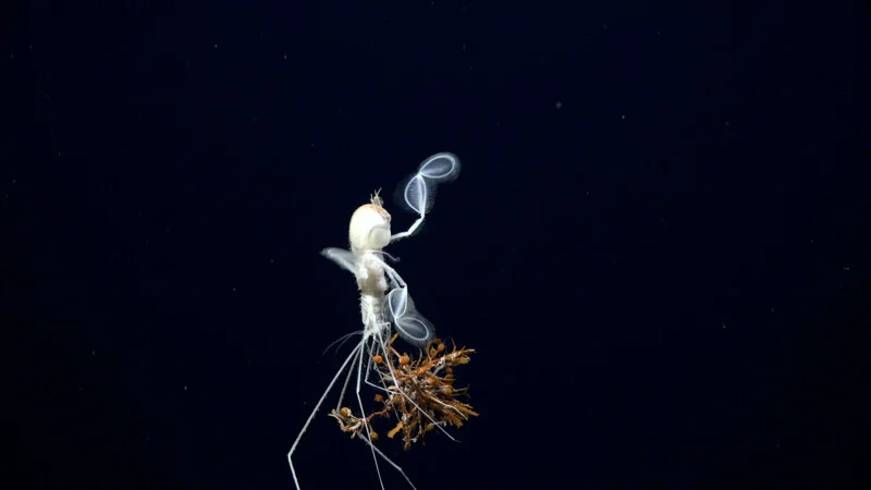 A translucent deep-sea amphipod floats in dark water, holding a cluster of small brown debris in its legs. Its delicate antennae and body parts are visible against the black background.