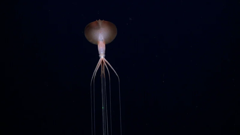 A deep-sea squid with long, thin arms swims in dark water, its body and tentacles illuminated against the black background.