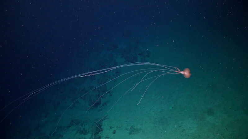 A deep-sea squid with long, thin arms swims above the ocean floor in dark, blue-green water.