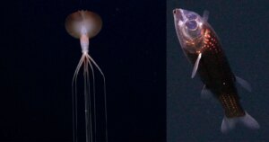 Wetenschappers reizen naar een onontgonnen gebied in de Atlantische Oceaan en fotograferen bizarre diepzeedieren