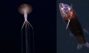 Wetenschappers reizen naar een onontgonnen gebied in de Atlantische Oceaan en fotograferen bizarre diepzeedieren