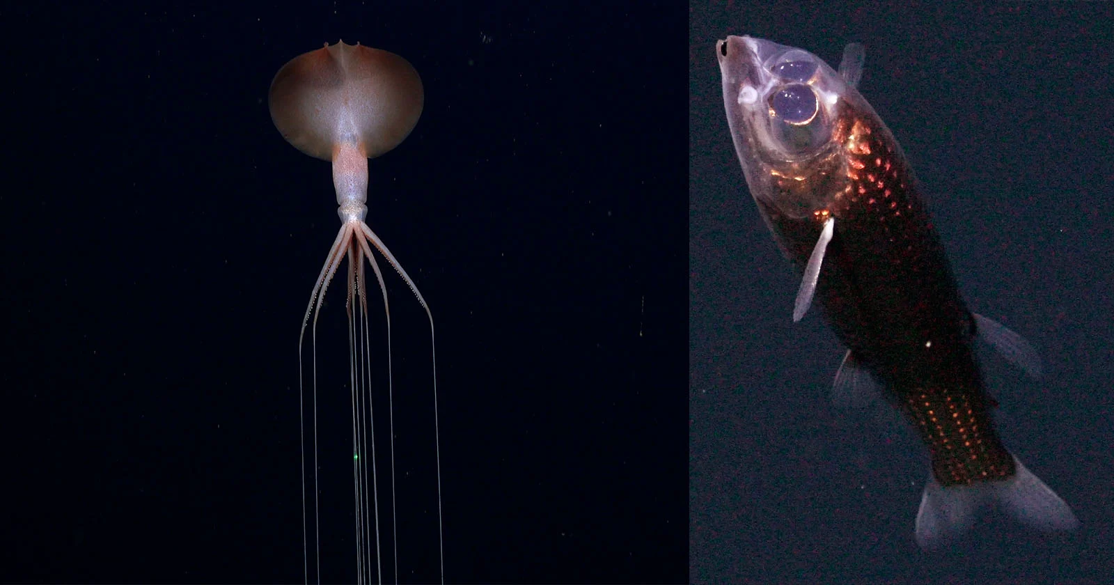 Wetenschappers reizen naar een onontgonnen gebied in de Atlantische Oceaan en fotograferen bizarre diepzeedieren