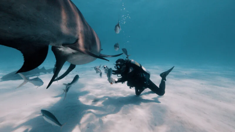 A scuba diver photographs a large shark underwater, surrounded by several smaller fish over a sandy ocean floor.