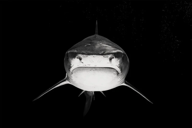 A black and white photo shows a shark swimming directly toward the camera, its mouth closed and fins extended against a dark background with some bubbles visible.