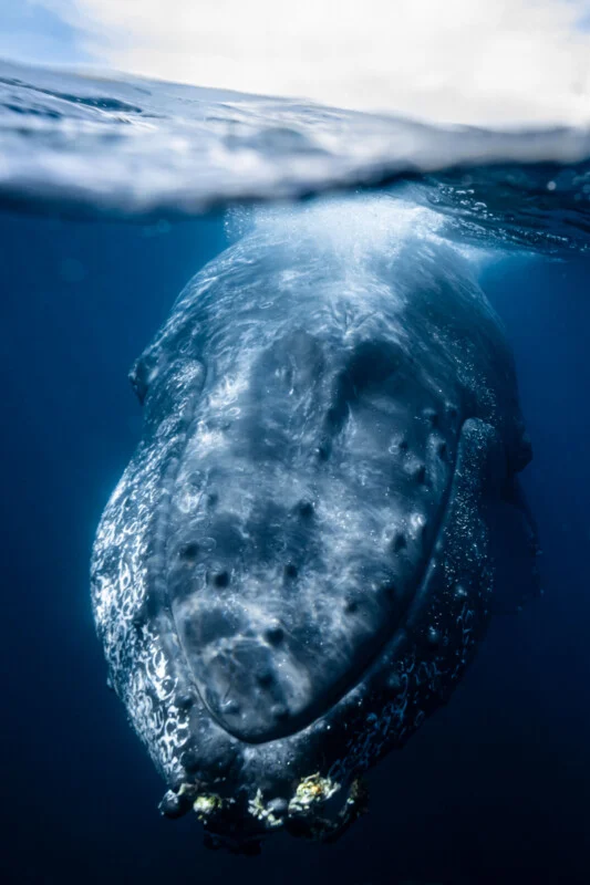 A close-up underwater photo of a humpback whale's head, partially submerged, with barnacles visible on its chin and bubbles trailing along its dark, textured skin.