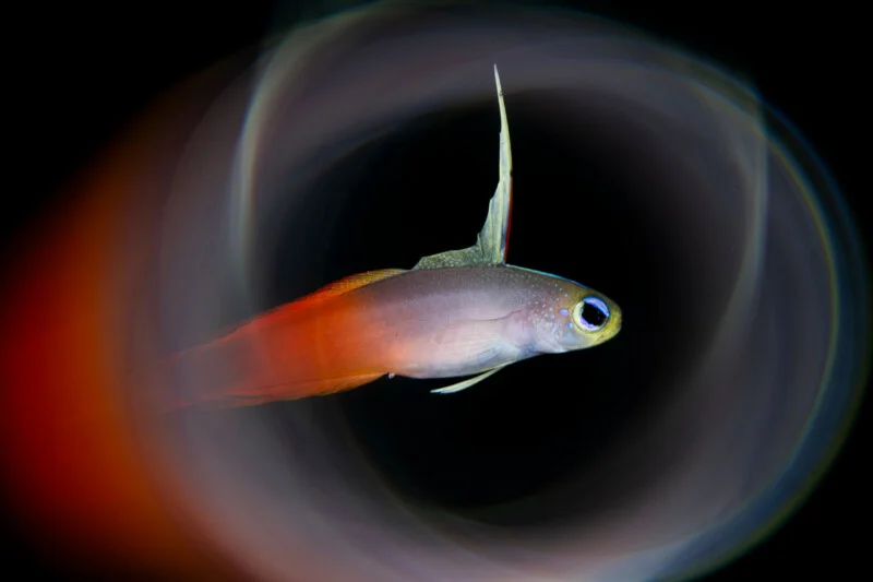 A colorful firefish with a long dorsal fin swims against a dark background, surrounded by swirling light trails.