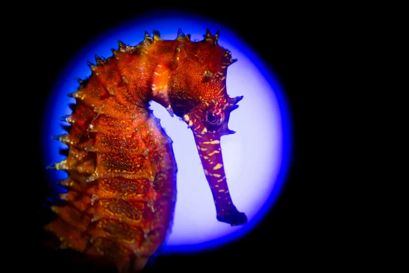 A close-up of an orange seahorse with spiky ridges, set against a black background and a glowing blue circular light behind it.