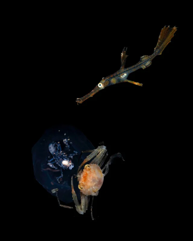 A small, slender fish with a pointed snout swims above a translucent jelly-like organism holding a crab in its claws, all set against a black background.