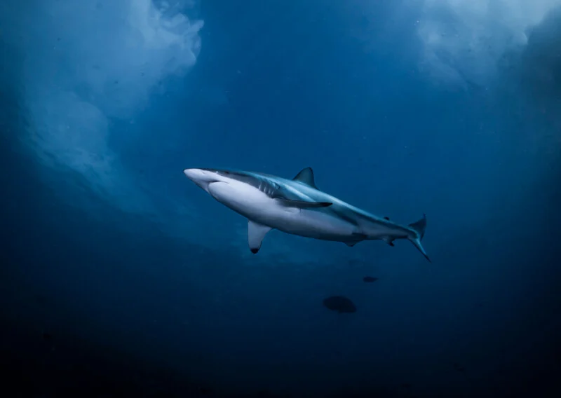 A single shark swims gracefully underwater in deep blue ocean, with light filtering through the surface above and clouds visible.